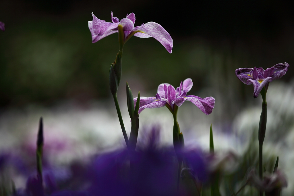 花菖蒲