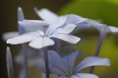 庭の花