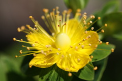 庭の花