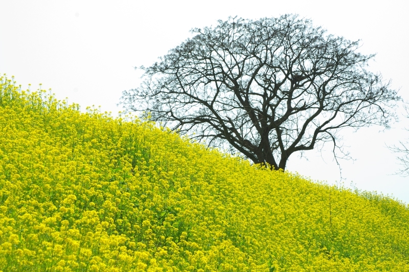 菜の花