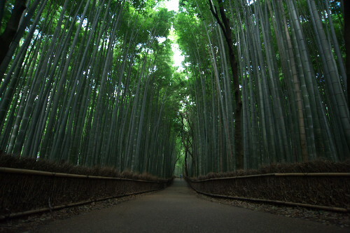 嵯峨野の竹林