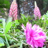 花のオーラ