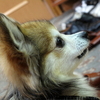何を見つめているのだろうか…