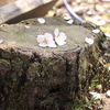 花見の方法