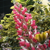 高層花