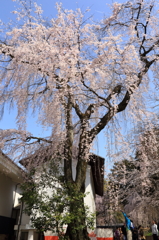 花の醍醐寺 其の弐