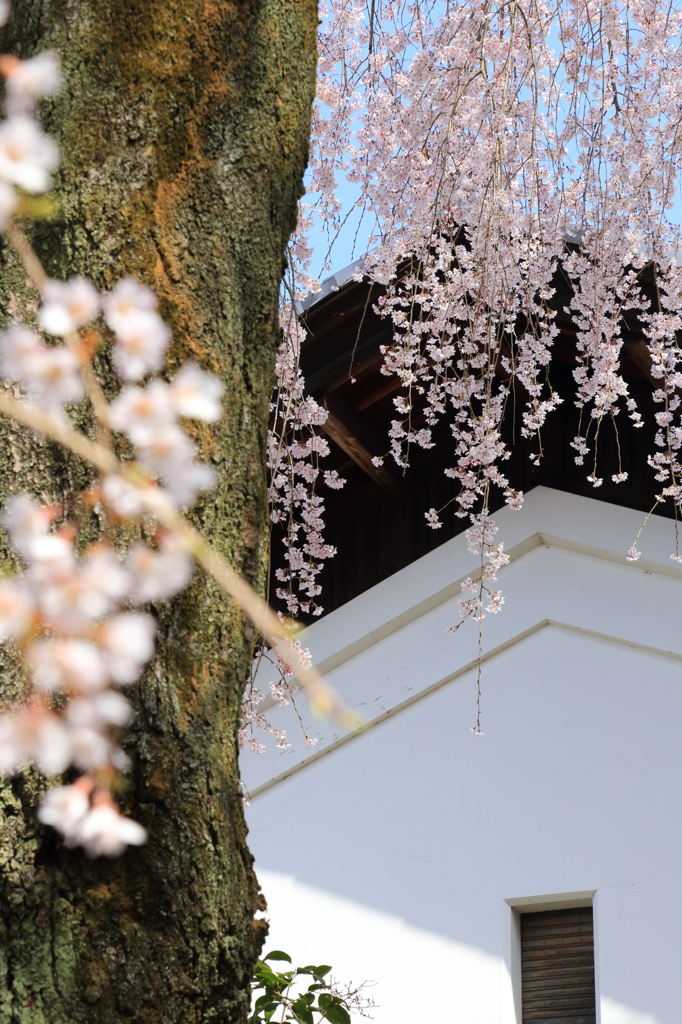 花の醍醐寺 其の四
