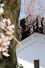 花の醍醐寺 其の四