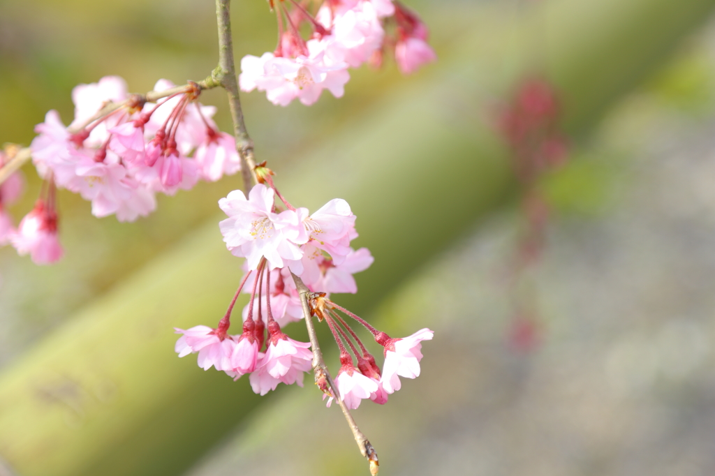 花の醍醐寺
