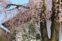 花の醍醐寺 其の参