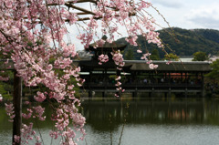 橋殿と桜