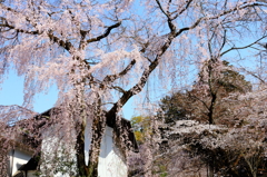 花の醍醐寺 其の壱