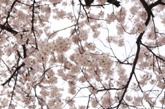 ご近所桜2014 #4