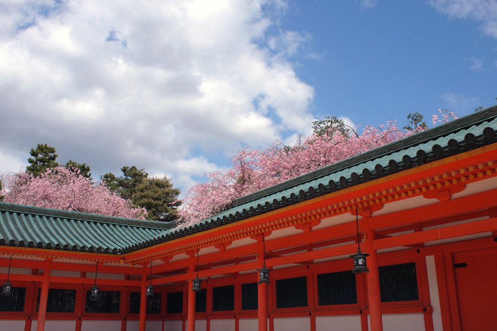 朱塗りの神殿と桜