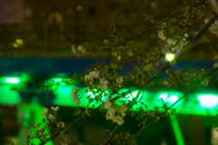 西仲橋と夜桜