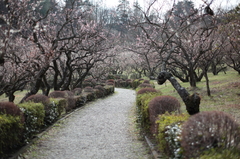 辻村植物公園