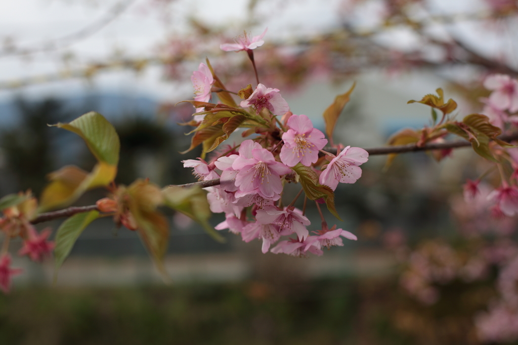 河津桜