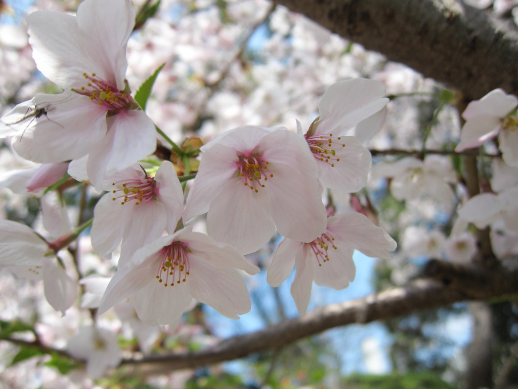 堀之内公園の桜