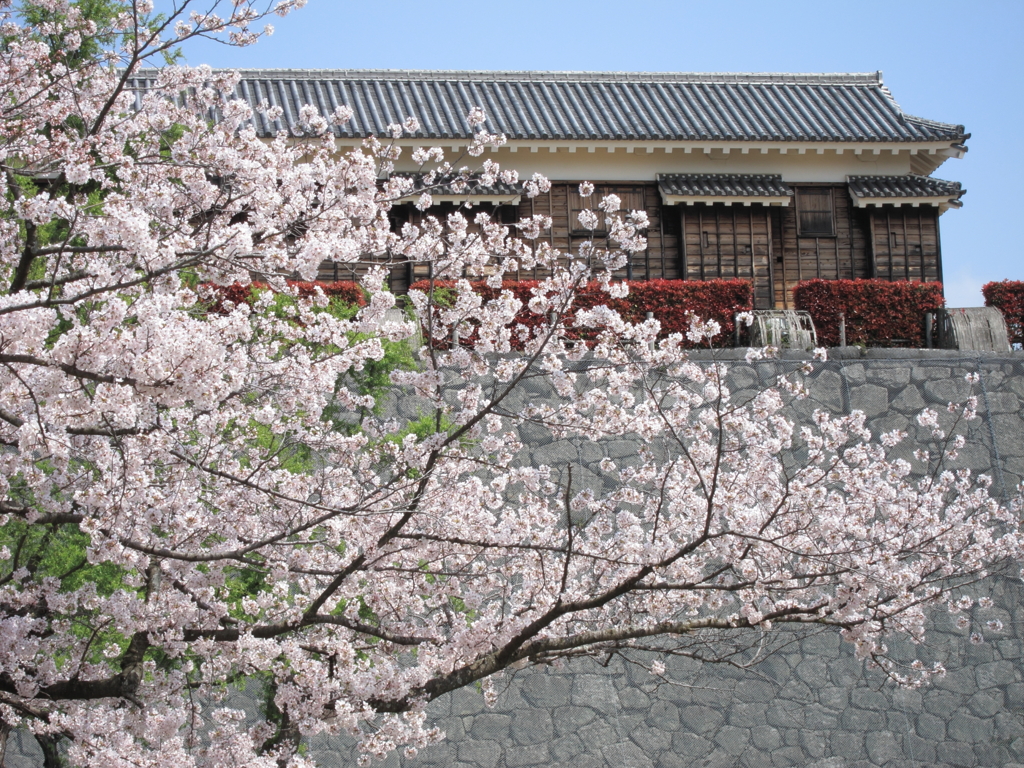 二之丸庭園と桜