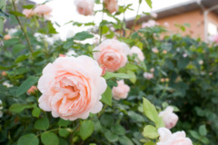 薔薇庭①