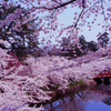 弘前公園　桜景色