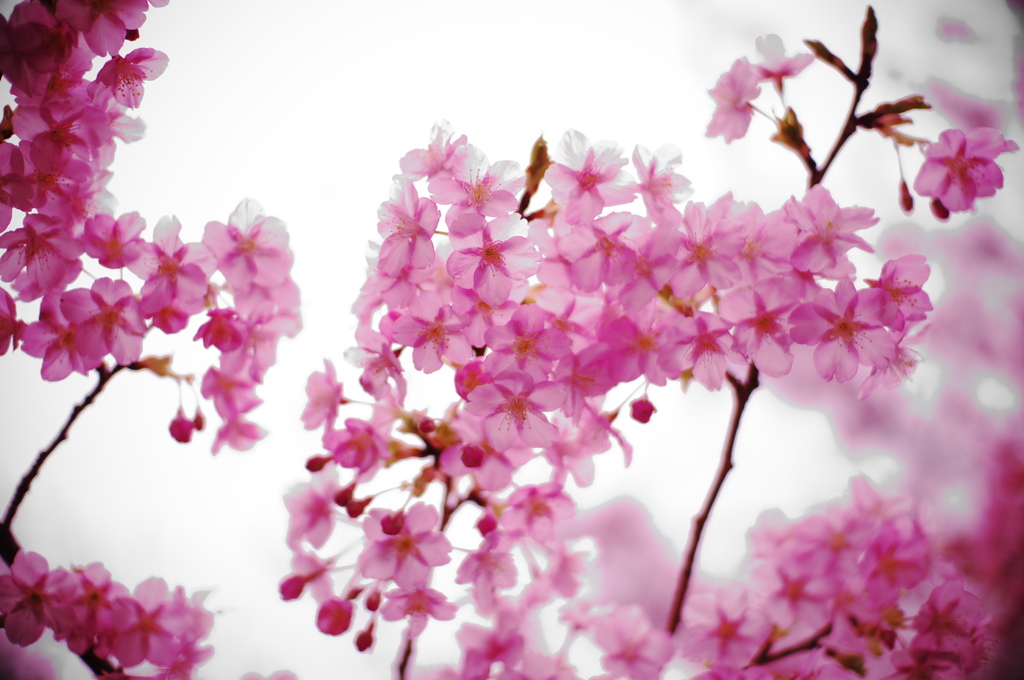 寒桜