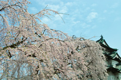 満開な弘前公園 その２