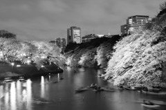 千鳥ケ淵　桜景色