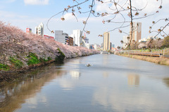 市ヶ谷　桜景色
