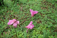 瑞々しさと…儚さと…