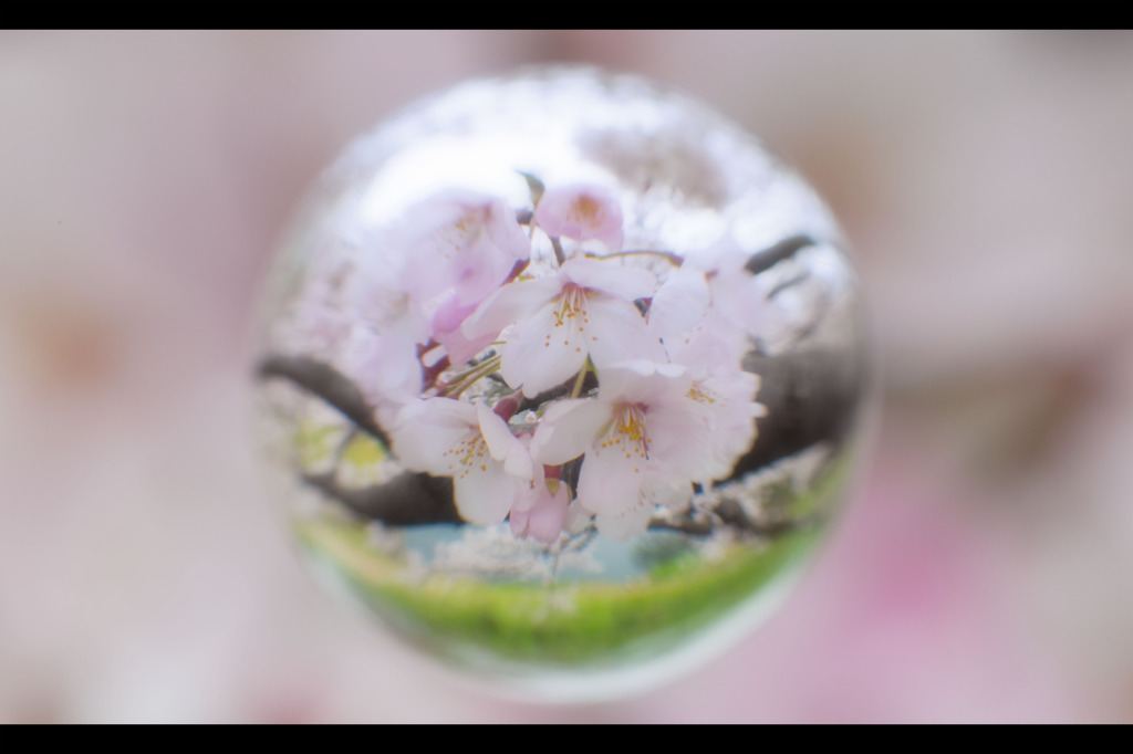 春珠