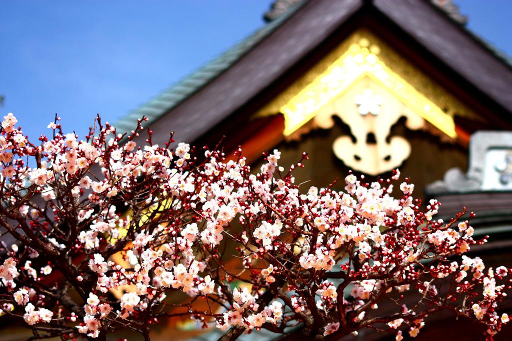 湯島天神の梅