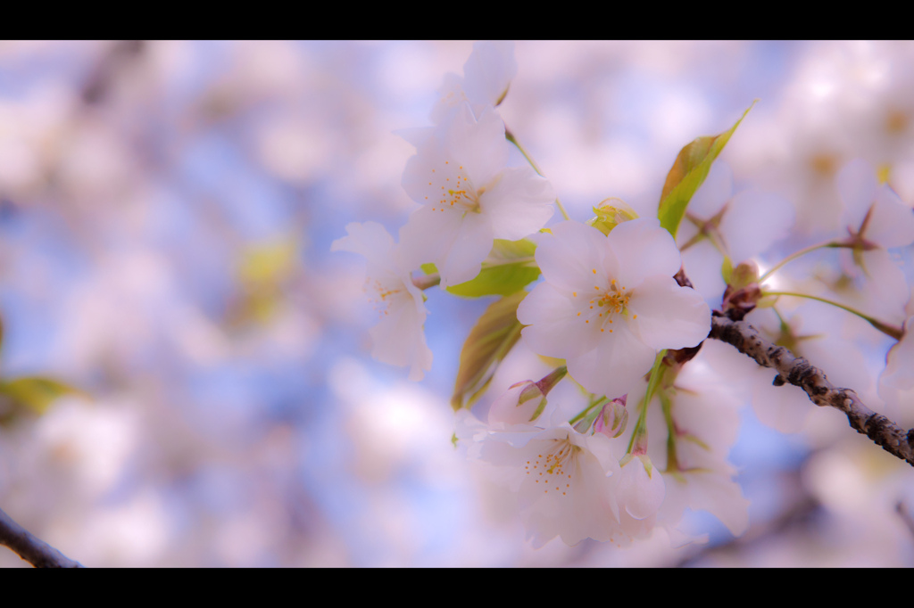 桜花