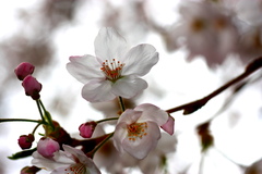桜　その２