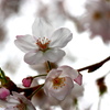 桜　その２