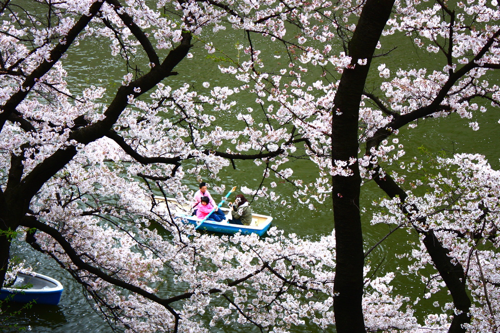 桜の中で