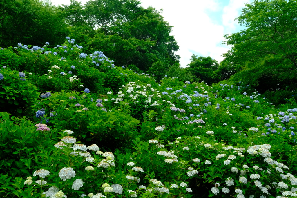 境内の紫陽花