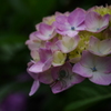 紫陽花