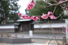 紅梅