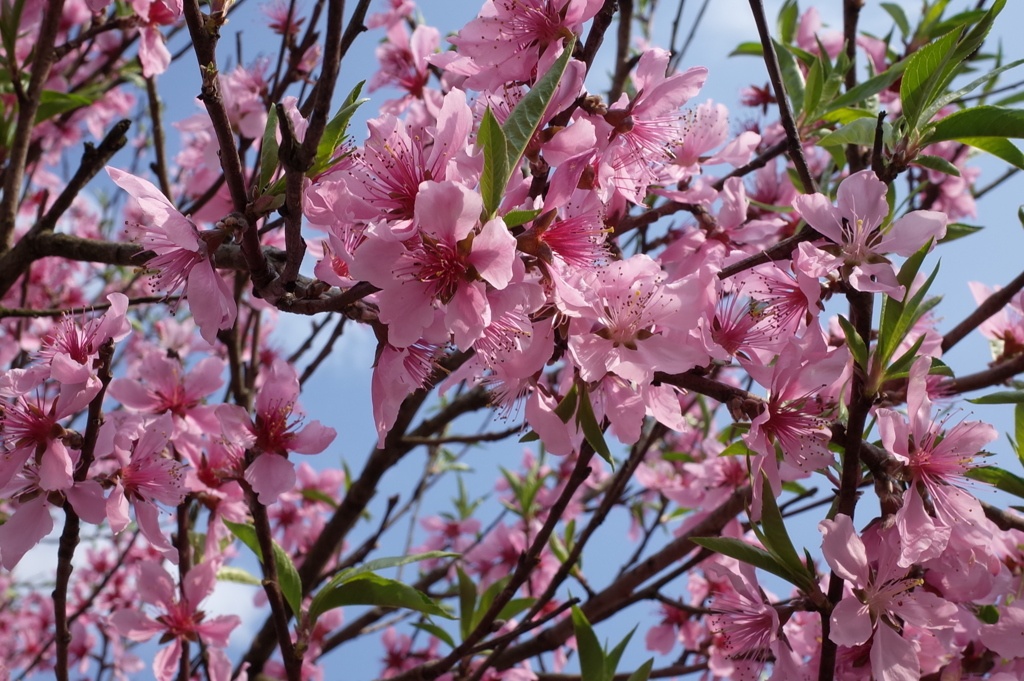 桃の花
