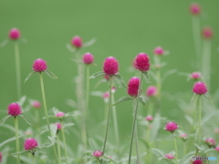 初夏の花