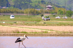 田植えの準備