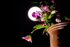 flower moon