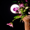 flower moon