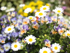 花だん