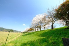 桜の堤