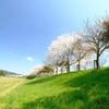 桜の堤
