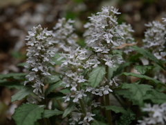 野の花