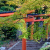 お稲荷さんへの道
