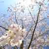 高く